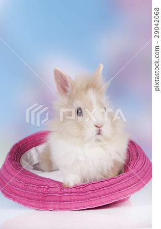 Cute baby rabbit sitting in a hat 29042068