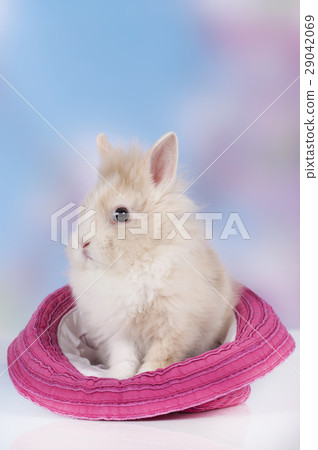 Cute baby rabbit sitting in a hat Cute baby rabbit sitting in a hat 29042069