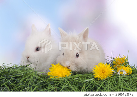 Cute easter bunny rabbit sitting on green grass 29042072