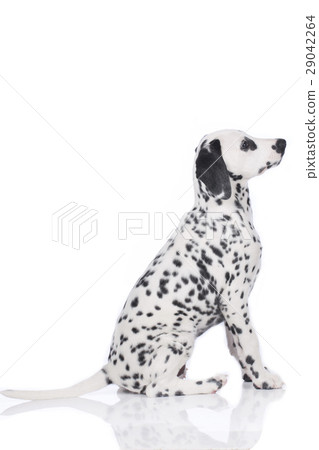 Young dalmatian sitting from the side 29042264
