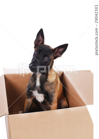 Malinois dog sitting in carton Malinois dog sitting in carton 29042301