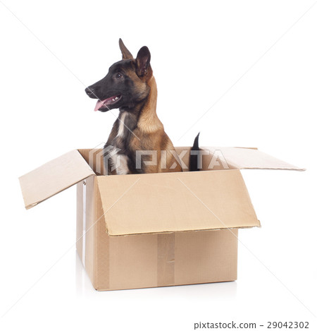 Malinois dog sitting in carton 29042302