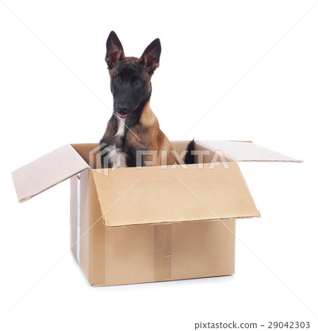 Malinois puppy sitting in carton isolated Malinois puppy sitting in carton isolated 29042303