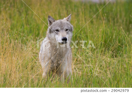 Gray Wolf Gray Wolf 29042979
