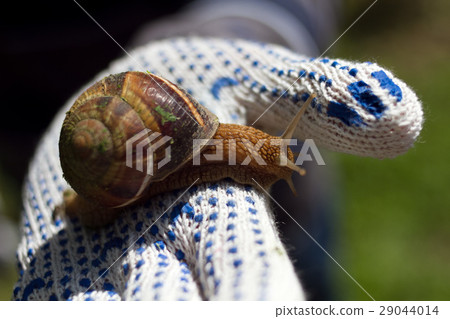 spring works in a garden, a big snail on a human 29044014