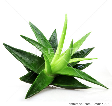 Aloe vera plant isolated on white 29045022