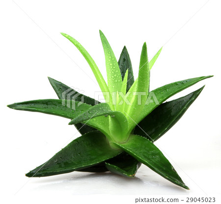 Aloe vera plant isolated on white 29045023