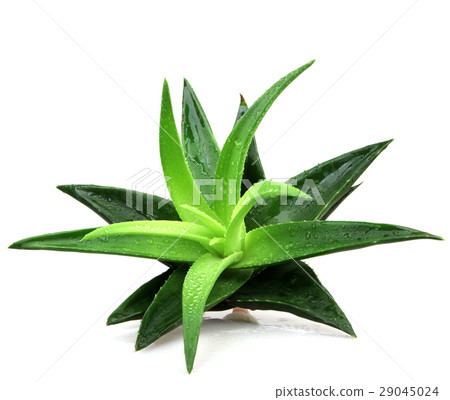 Aloe vera plant isolated on white 29045024