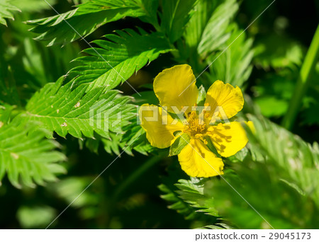 Potentilla anserina, Silverweed 29045173