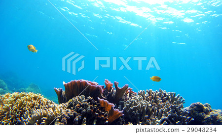 沖繩赤島的西濱海灘水下照片 29048234