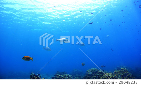 沖繩赤島的西濱海灘水下照片 沖繩赤島的西濱海灘水下照片 29048235