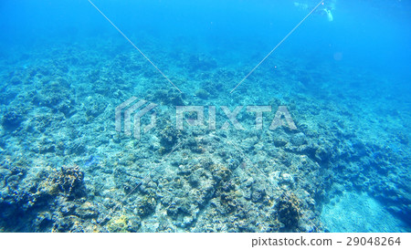 Nishihama Beach underwater photograph of Okinawa Akajima Nishihama Beach underwater photograph of Okinawa Akajima 29048264