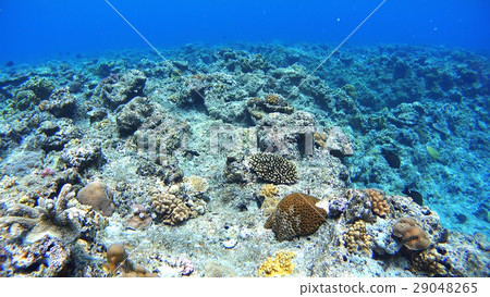 Nishihama Beach underwater photograph of Okinawa Akajima Nishihama Beach underwater photograph of Okinawa Akajima 29048265