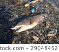虹鱒魚 29048452