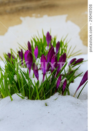 art Beautiful Spring Flowers 29048508