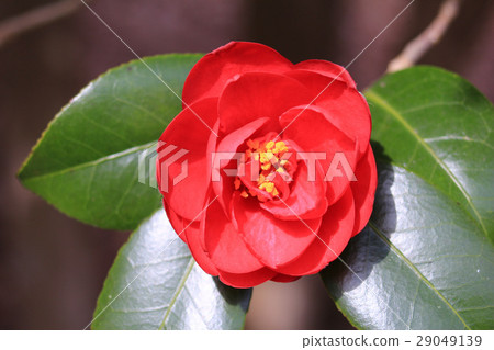 茶花 29049139