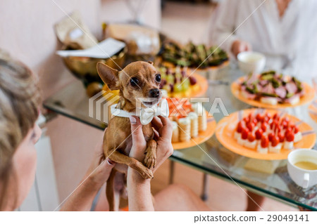 dog Chihuahua in holiday attire dog Chihuahua in holiday attire 29049141
