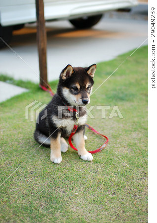 Puppy of a cute Shiba Inu (Kuroshiba) 29049239
