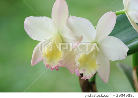 Cattleya Fairy Land Popo 29049883