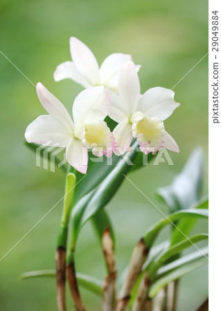 Cattleya Fairy Land Popo 29049884