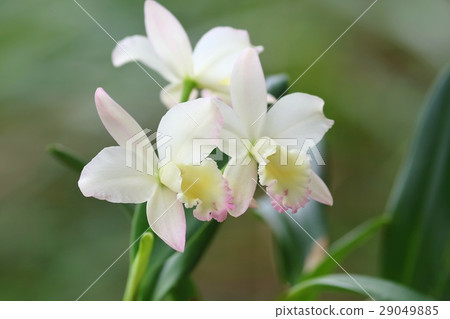 Cattleya Fairy Land Popo 29049885