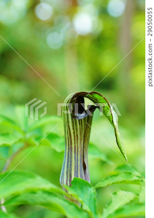 一種不尋常的田野之花·一種有趣的mamshurksa垂直竹花苞片花，非常類似，沒有釣魚線·垂直位置 29050055