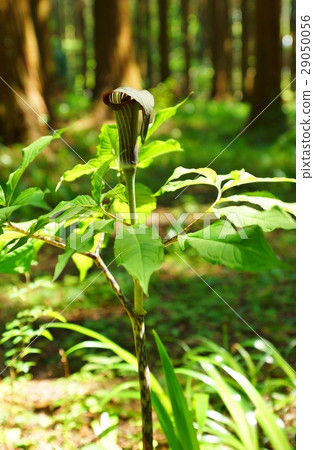 一種不尋常的田野之花·一種有趣的mamshurksa垂直竹花苞片花，非常類似，沒有釣魚線·垂直位置 29050056