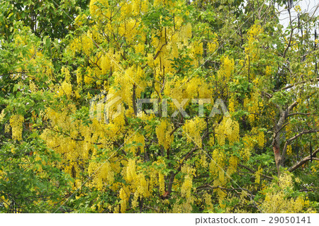 Purging Cassia national flower of Thailand Purging Cassia national flower of Thailand 29050141