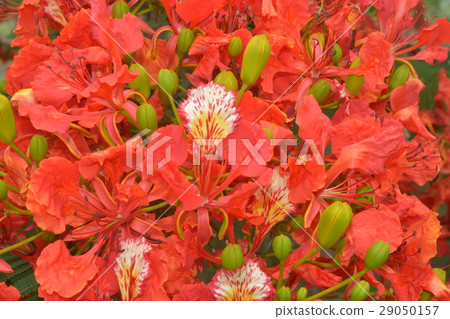 Flam-boyant, The Flame Tree, Royal Poinciana 29050157