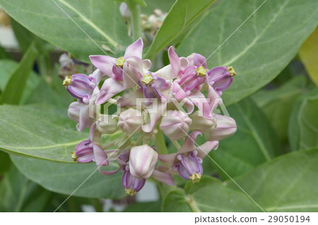 Close Up White Crown Flower 29050194