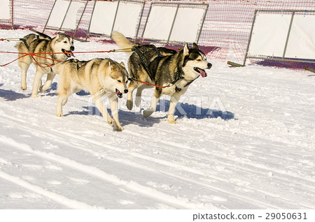 gogs team running in the snow gogs team running in the snow 29050631