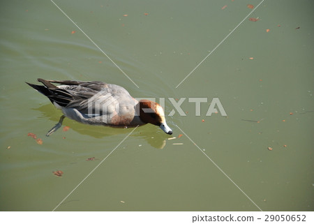 Duck Duck 29050652