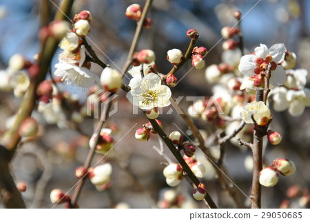 Daikakuji梅花 29050685