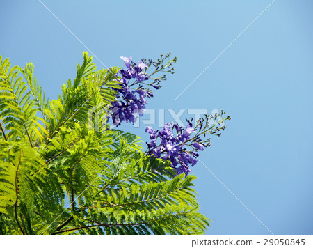 Jacaranda·mimosifolia Jacaranda·mimosifolia 29050845