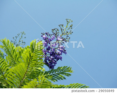 Jacaranda · mimosifolia 29050849