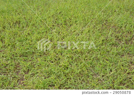 Green grass texture from a field Green grass texture from a field 29050878