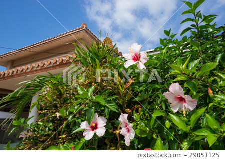 2015 Ishigakijima _ 29 2015 Ishigakijima _ 29 29051125
