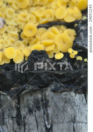 Bisporella citrina [Calycella citrina] 29051245