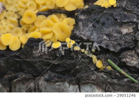 Bisporella citrina [Calycella citrina] 29051246