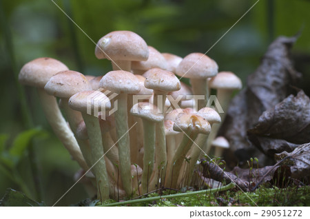 Hypholoma lateritium on a stump Hypholoma lateritium on a stump 29051272