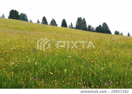alpe di siusi Alpe di Siusi seiser alm Zizer Arm alpe di siusi Alpe di Siusi seiser alm Zizer Arm 29051302