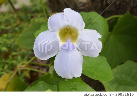 beautiful blue purple beautiful blue purple 29051610