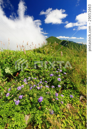 The clouds of Iidecho mountains · Kita-kutake and alpine plants 29051663