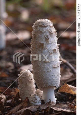 Coprinus comatus mushrooms 29051667
