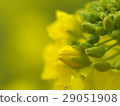 強姦開花 29051908