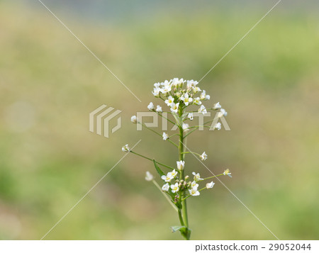 Nazna blooming in the spring prairie 29052044