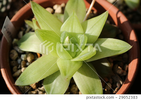 Haorthia / Symbolformis 29052383