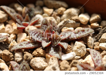 Clasla / Couplee Clasla / Couplee 29052384