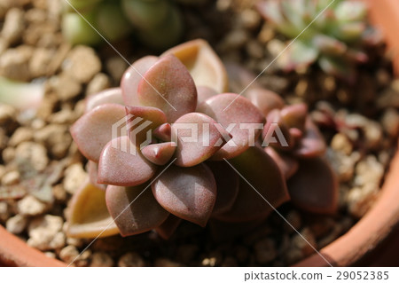 Graptopetalum /公主青銅 Graptopetalum /公主青銅 29052385