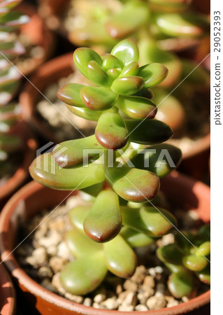 Sedum /綠色的松樹 Sedum /綠色的松樹 29052393